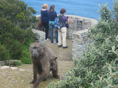 bavianen lopen rond Kaap de goede hoop